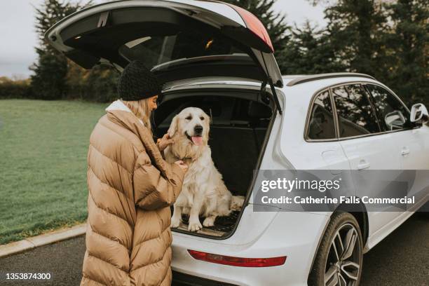 a golden retriever sits in a car boot / trunk, anticipating a journey, his young female owner stands beside him - patient journey stock pictures, royalty-free photos & images