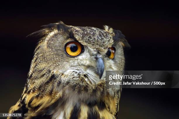 close-up portrait of eagle great horned owl against black background - buboes stock pictures, royalty-free photos & images