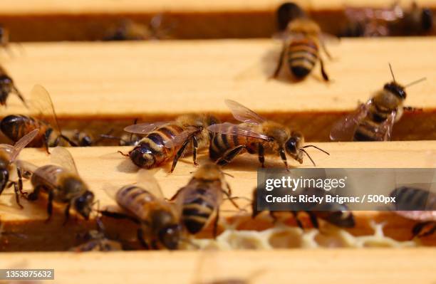 close-up of bees on wood,schriever,louisiana,united states,usa - apis stock-fotos und bilder