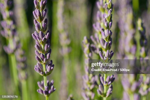 close-up of purple flowering plants on field - fleur macro stock pictures, royalty-free photos & images