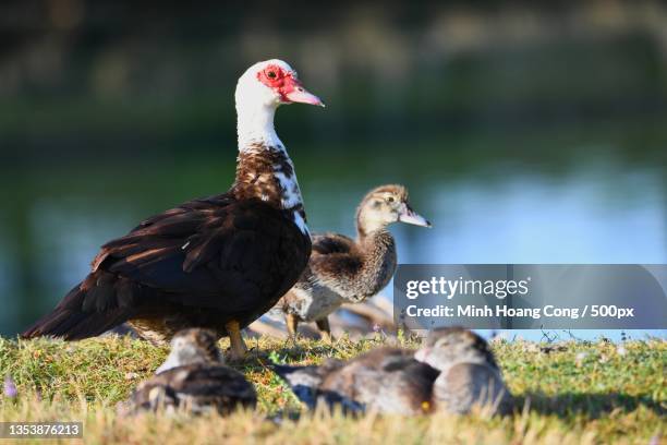 close-up of ducks on field,france - muscovy duck stock pictures, royalty-free photos & images