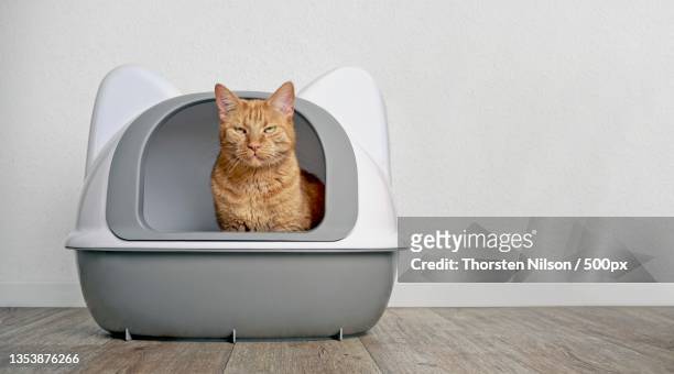 portrait of cat sitting on chair against wall,germany - litter box stock pictures, royalty-free photos & images