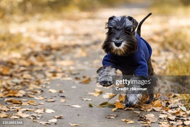 miniature schnauzer puppy in warm clothes running along the path in the autumn park - dog coat stock pictures, royalty-free photos & images