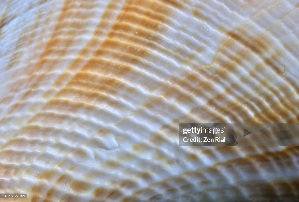Seashell Line Patterns And Markings In Full Frame High-Res Stock Photo ...