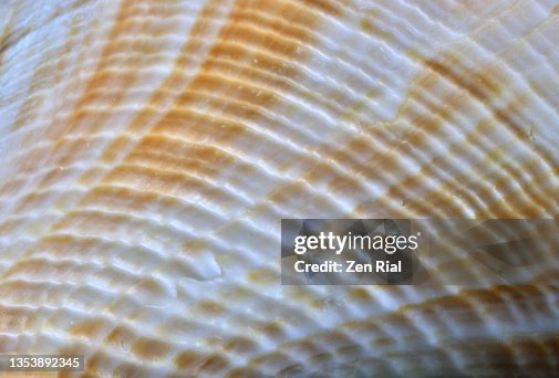 Seashell Line Patterns And Markings In Full Frame High-Res Stock Photo ...