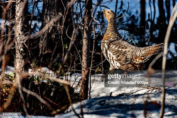 side view of grouse perching on tree during winter,finnmark,norway - tetrao urogallus stock pictures, royalty-free photos & images