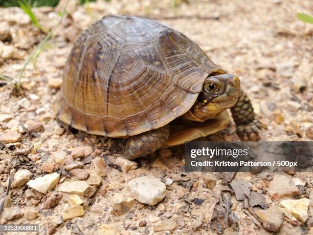 close-up of tortoise shell on field - box turtle stock pictures, royalty-free photos & images