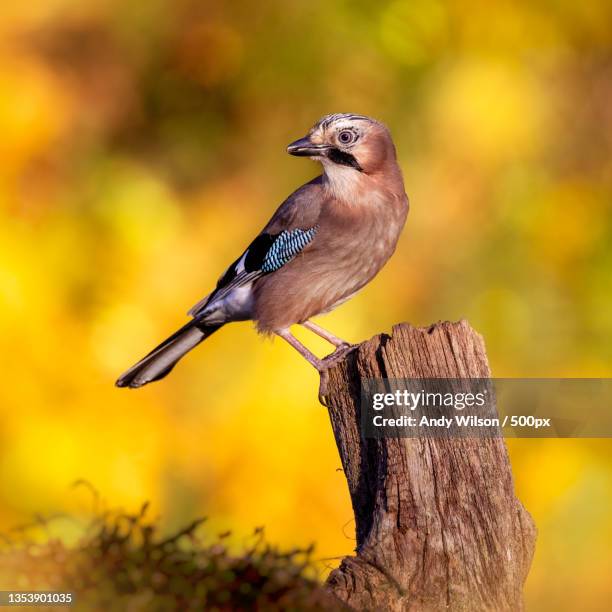 close-up of jay perching on wood,dumfries and galloway,united kingdom,uk - gaai stockfoto's en -beelden