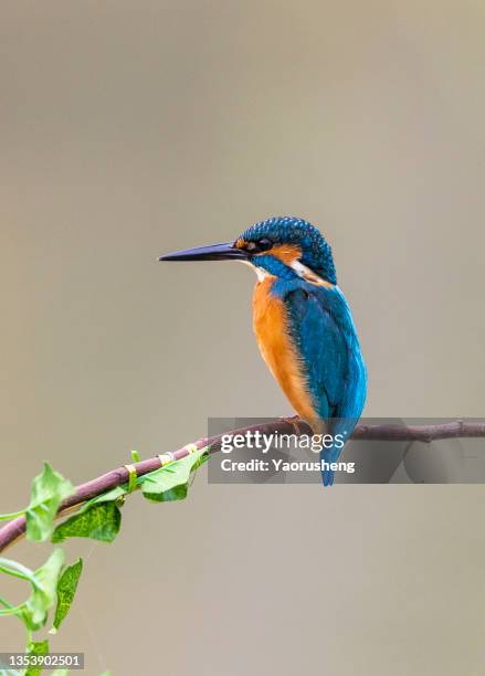 kingfisher perching on branch - common kingfisher fotografías e imágenes de stock