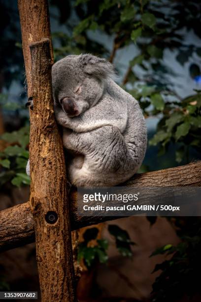 close-up of koala on tree,st aignan,france - koala foto e immagini stock