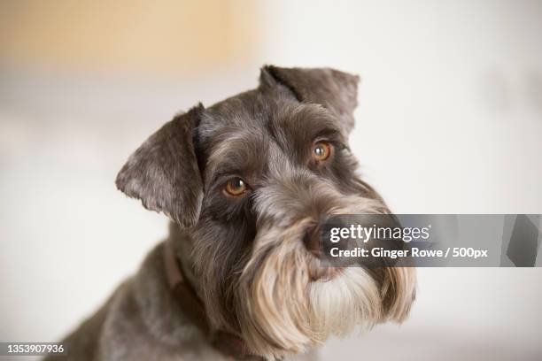 close-up portrait of schnauzer,waco,texas,united states,usa - schnauzer stock pictures, royalty-free photos & images