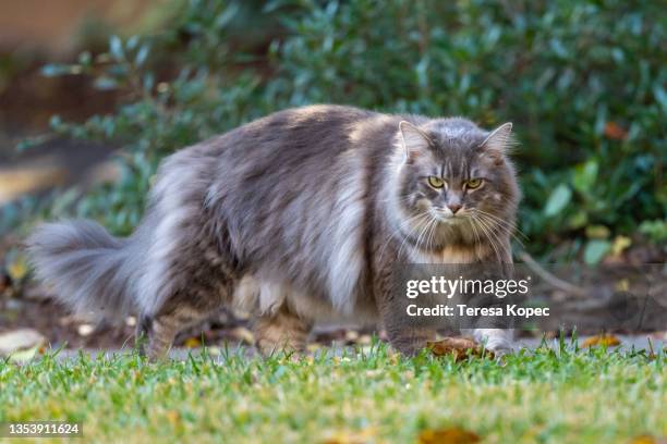 gray long-haired cat with green eyes outside in autumn walking towards camera - maine coon cat stock-fotos und bilder