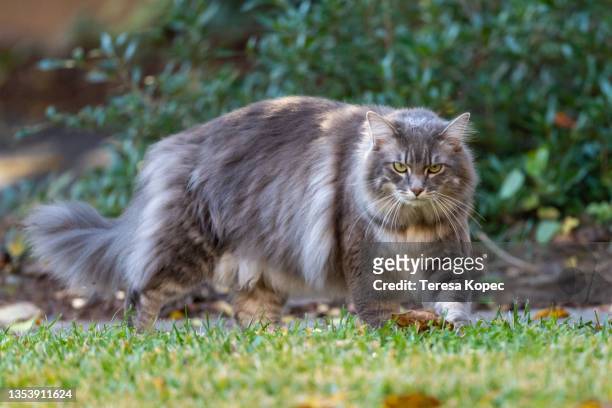 1,537 Long Haired Tabby Cat Photos and Premium High Res Pictures - Getty  Images