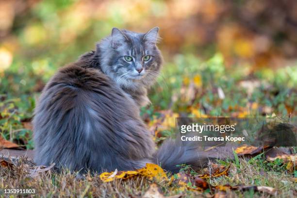 3,297 Longhair Cat Photos and Premium High Res Pictures - Getty Images