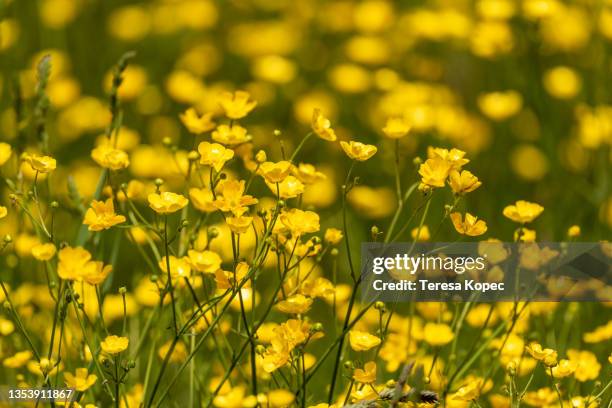 field of yellow buttercup wildflowers growing along blue ridge parkway near asheville, nc in late may - ranúnculo - fotografias e filmes do acervo