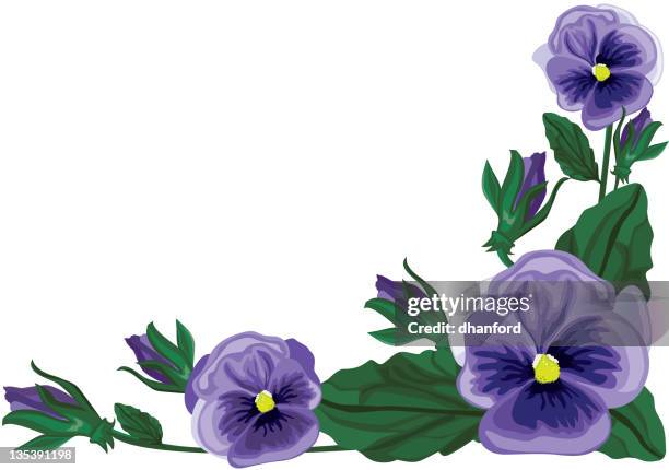 pansy floral element, purple - flower corner stock illustrations