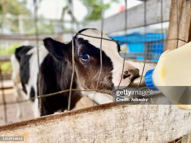 calf getting milk from nursing bottle - calf stockfoto's en -beelden