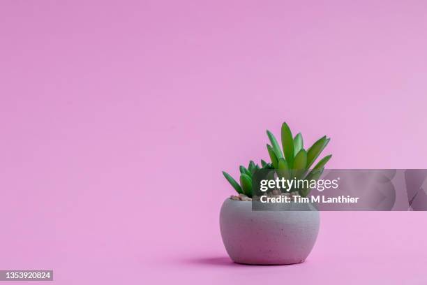 potted succulent against pink background - plant studio shot stock pictures, royalty-free photos & images