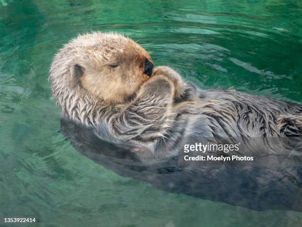 sea otter close up in the water - cute otter stock pictures, royalty-free photos & images
