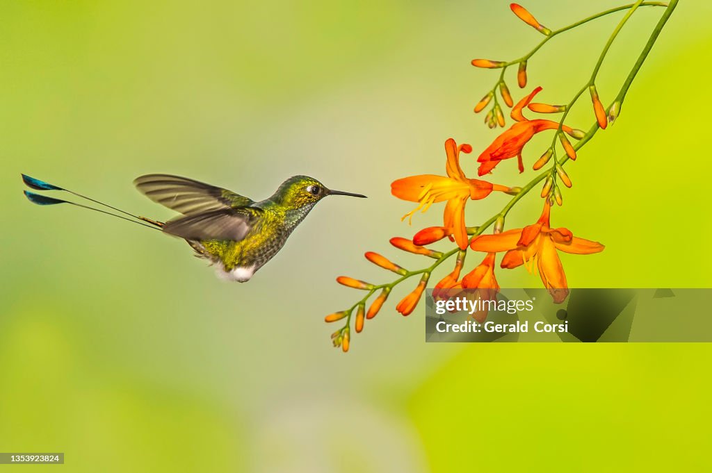 Booted Racket-tail - Ocreatus underwoodii