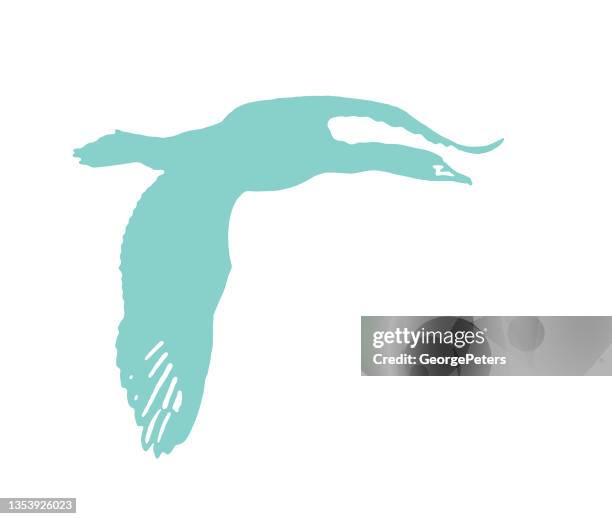 double-crested cormorant flying - double crested cormorant stock illustrations