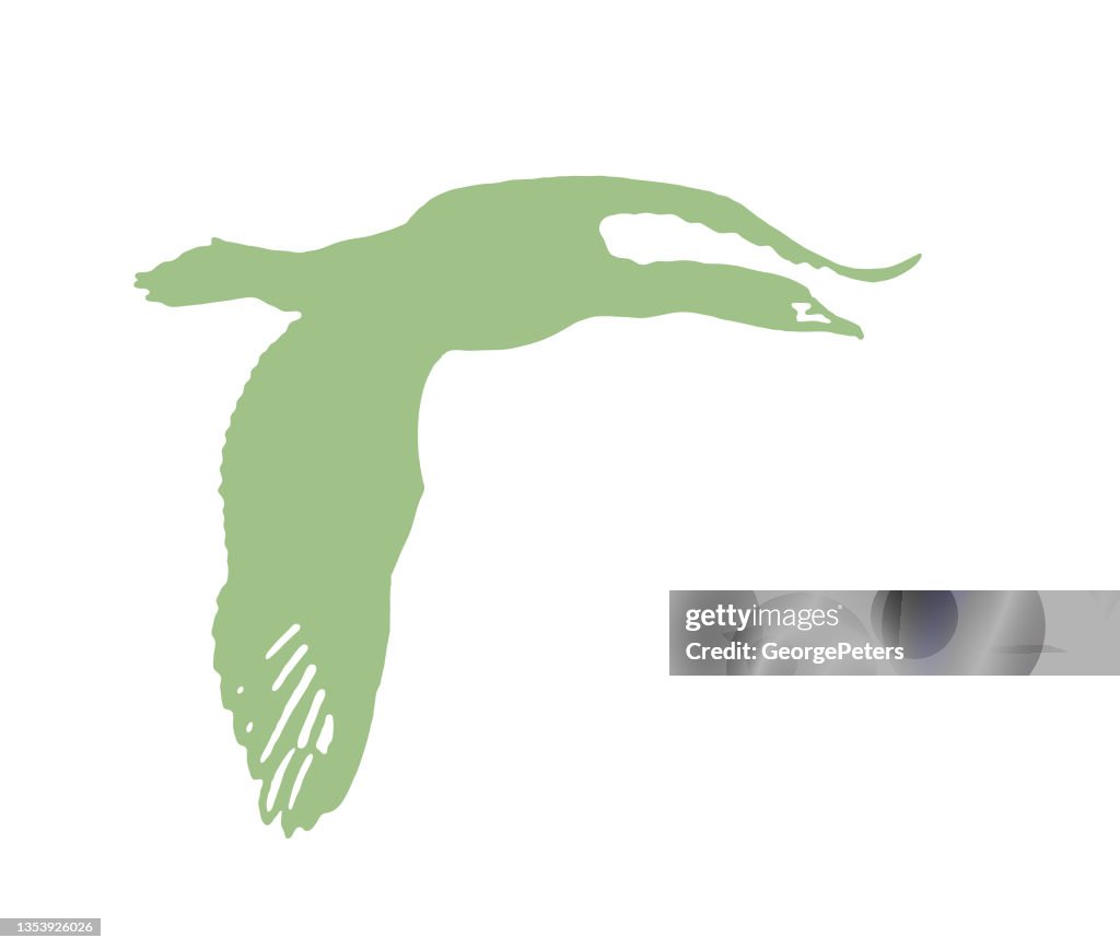Double-Crested Cormorant flying