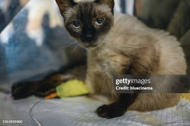 cat with an intravenous drip in the paw. - vitamin iv stock pictures, royalty-free photos & images