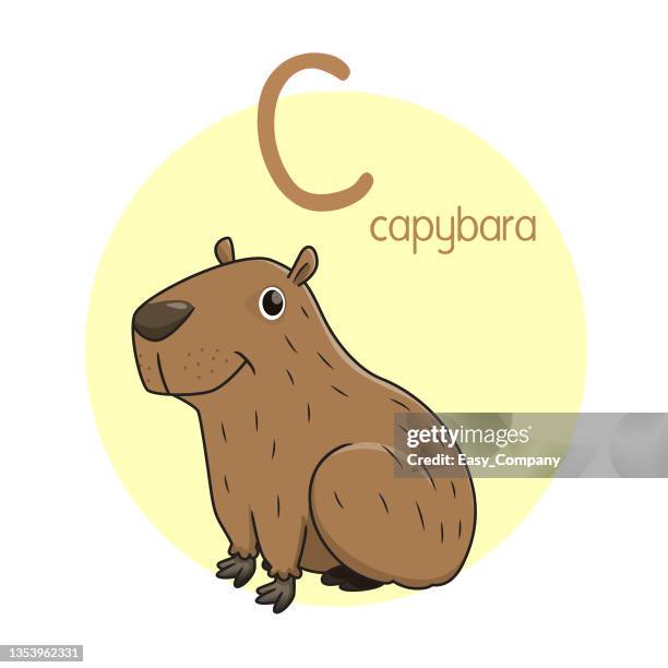 vector illustration of capybara with alphabet letter c upper case or capital letter for children learning practice abc - capybara stock illustrations