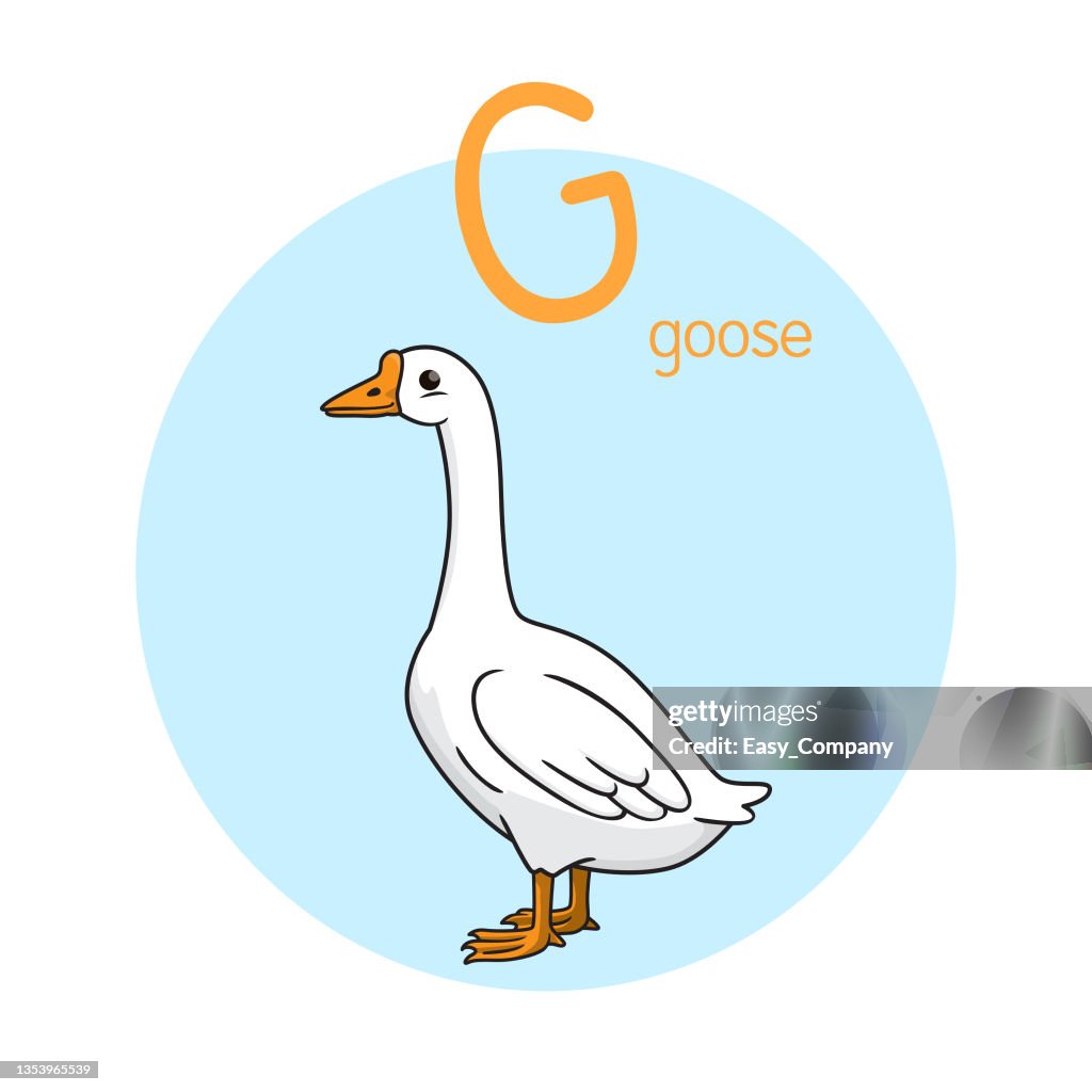 Vector illustration of Goose with alphabet letter G Upper case or capital letter for children learning practice ABC