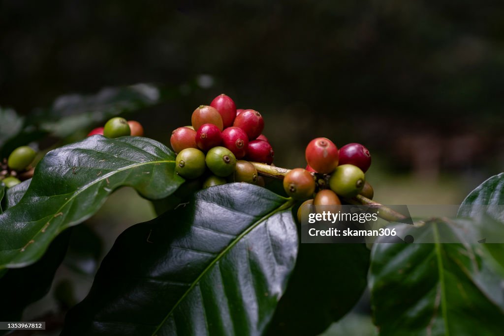 Close up red Cherries of arabica coffee growing at high attitude mountain 1400-1500 m from the sea level in the high forest in south east Asian plateau