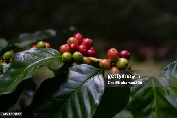 close up red cherries of arabica coffee growing at high attitude mountain  1400-1500 m from the sea level in the high forest in south east asian plateau - arabica coffee drink stock pictures, royalty-free photos & images