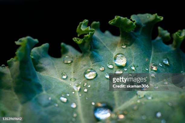 watering macro  water drop on the  small plant kale   green foliage  with green background - water garden stockfoto's en -beelden