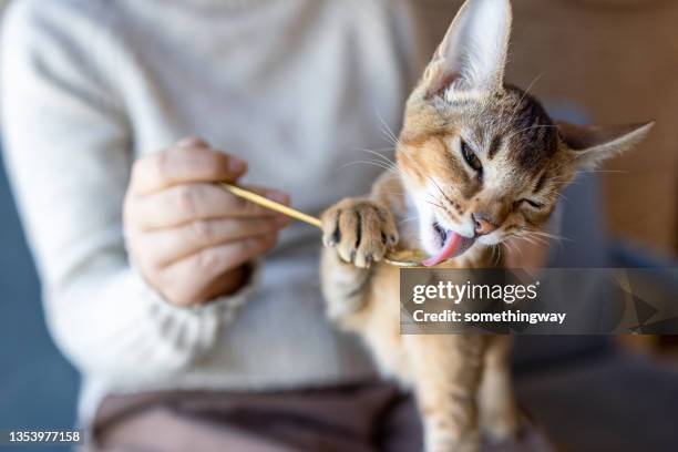 a mulher está alimentando o gatinho. - purebred cat - fotografias e filmes do acervo