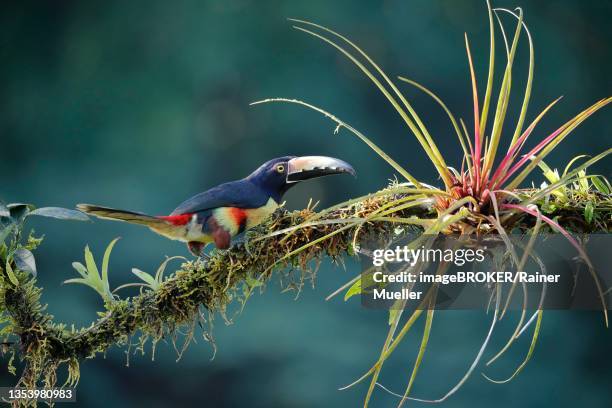 collared aracari (pteroglossus torquatus) on branch with bromeliad, boca tapada, costa rica - bromeliad fotografías e imágenes de stock