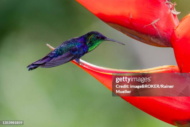 crowned woodnymph (thalurania colombica), male, on scarlet scarlet lobster claw (heliconia bihai), sarapiqui area, costa rica - heliconia bihai stock pictures, royalty-free photos & images