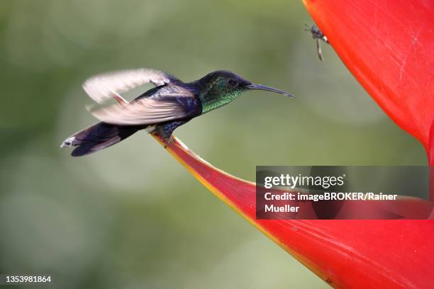 crowned woodnymph (thalurania colombica), male, on scarlet scarlet lobster claw (heliconia bihai), sarapiqui area, costa rica - thalurania colombica imagens e fotografias de stock