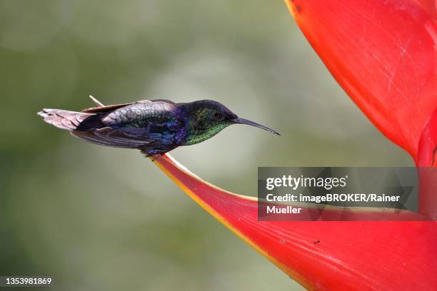 crowned woodnymph (thalurania colombica), male, on scarlet scarlet lobster claw (heliconia bihai), sarapiqui area, costa rica - heliconia bihai stock pictures, royalty-free photos & images