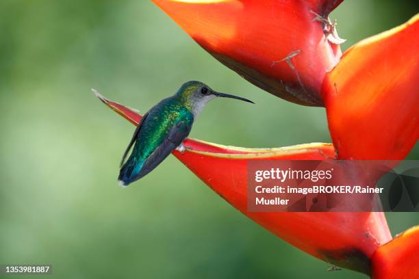crowned woodnymph (thalurania colombica), female on scarlet scarlet lobster claw (heliconia bihai), sarapiqui area, costa rica - heliconia bihai stock pictures, royalty-free photos & images