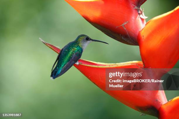 crowned woodnymph (thalurania colombica), female on scarlet scarlet lobster claw (heliconia bihai), sarapiqui area, costa rica - thalurania colombica imagens e fotografias de stock