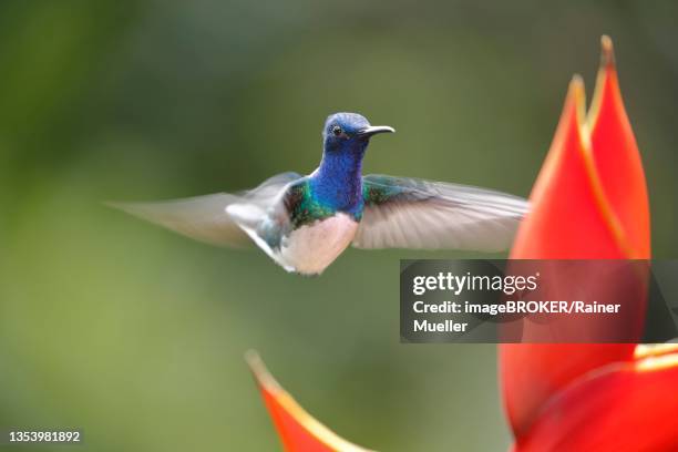 white necked jacobin (florisuga mellivora) or jacobin hummingbird, male, hovering in front of scarlet scarlet lobster claw (heliconia bihai), sarapiqui area, costa rica - heliconia bihai stock pictures, royalty-free photos & images