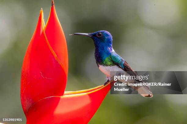 white necked jacobin (florisuga mellivora) or jacobin hummingbird, male, with visible tongue, on scarlet scarlet lobster claw (heliconia bihai), sarapiqui area, costa rica - heliconia bihai stock pictures, royalty-free photos & images