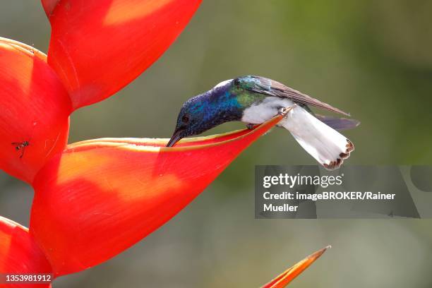 white necked jacobin (florisuga mellivora) or jacobin hummingbird, male, drinking from scarlet scarlet lobster claw (heliconia bihai), sarapiqui area, costa rica - heliconia bihai stock pictures, royalty-free photos & images