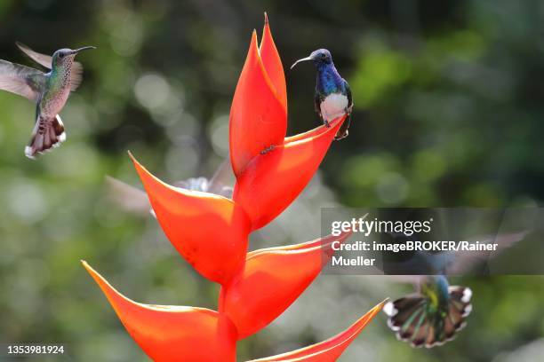 white necked jacobin (florisuga mellivora) or jacobin hummingbird, male with 2 females, on scarlet scarlet lobster claw (heliconia bihai), sarapiqui area, costa rica - heliconia bihai stock pictures, royalty-free photos & images