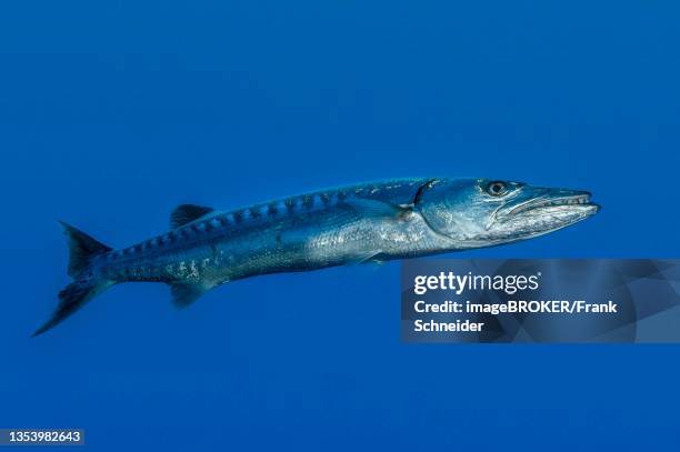 single great barracuda (sphyraena barracuda), indo-pacific, bali, indonesia - barracuda - fotografias e filmes do acervo