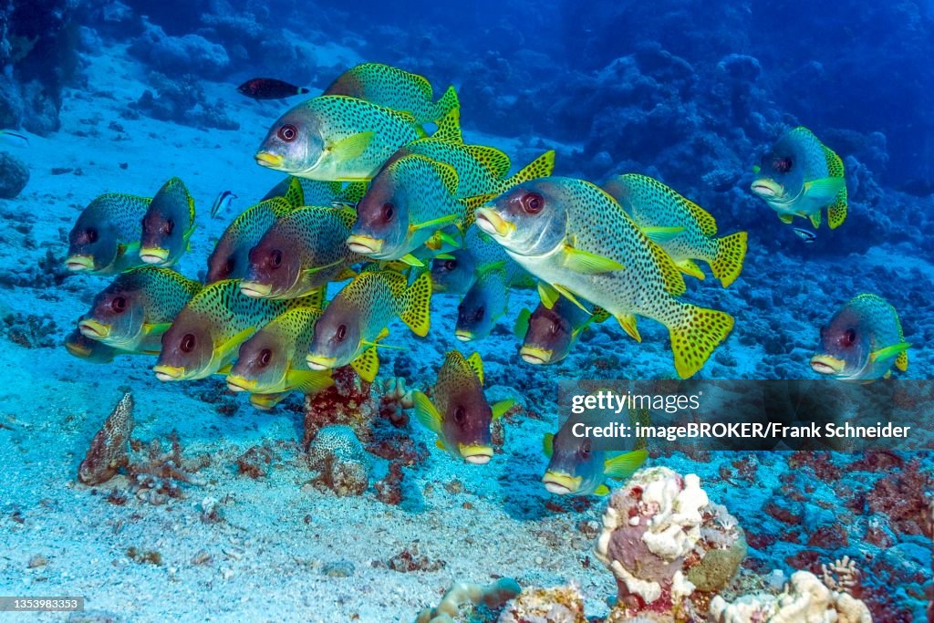 Shoal of blackspotted rubberlip (Plectorhinchus gaterinus), Red Sea, Sudan