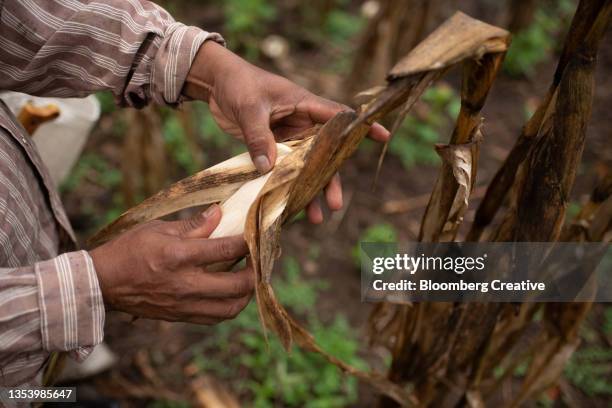 One Corn Stack 455 One Corn Stalk Stock Photos, High-Res Pictures, and Images - Getty ...