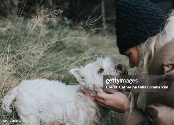 a tender moment between a trusting and affectionate west highland terrier dog and her owner - west highland white terrier stock pictures, royalty-free photos & images