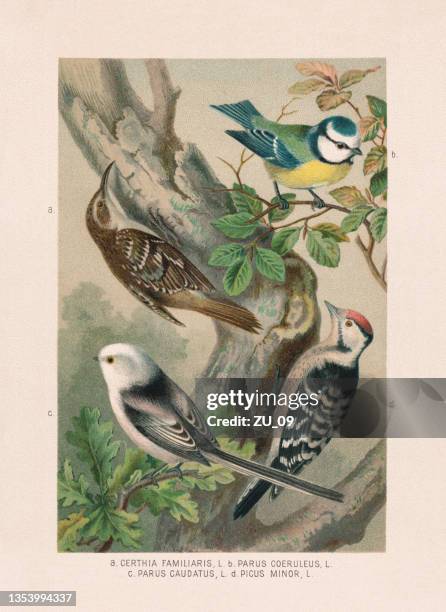 passeriformes: treecreeper, titmouses and woodpecker, chromolithograph, published in 1887 - tit stock illustrations