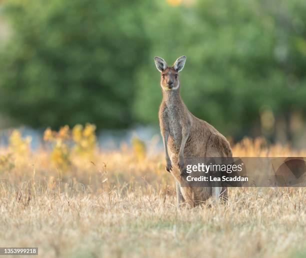 kangaroo and joey - känguru stock-fotos und bilder