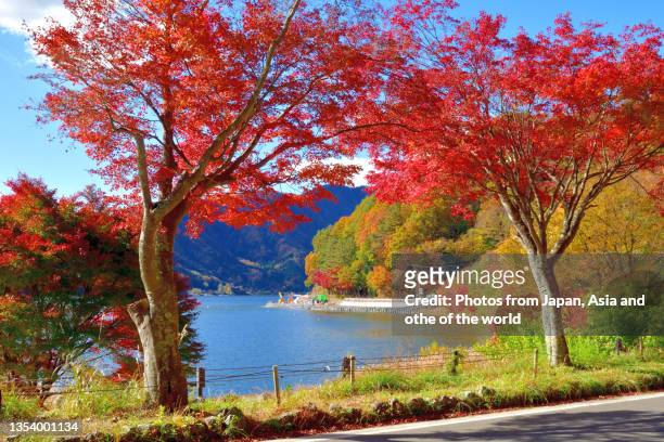 autumn leaf color of fuji five lakes region: kawaguchiko village - japanese maple stockfoto's en -beelden